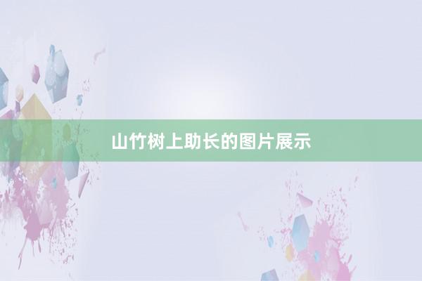 山竹树上助长的图片展示