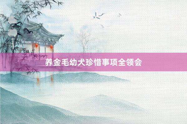 养金毛幼犬珍惜事项全领会
